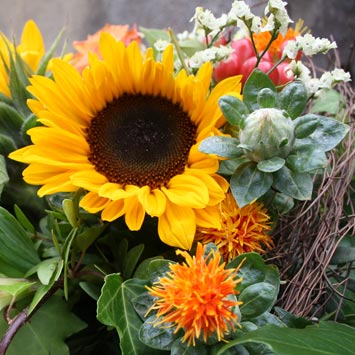 Augustsonne – Sonnenblumen mit Glückskäfer