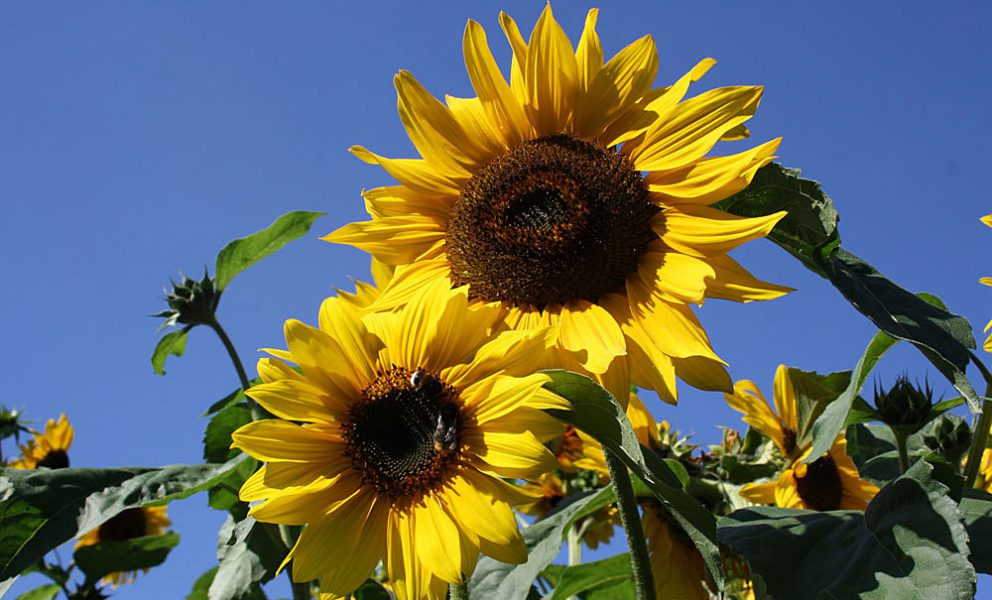 Sonnenblume sunflowers blue sky
