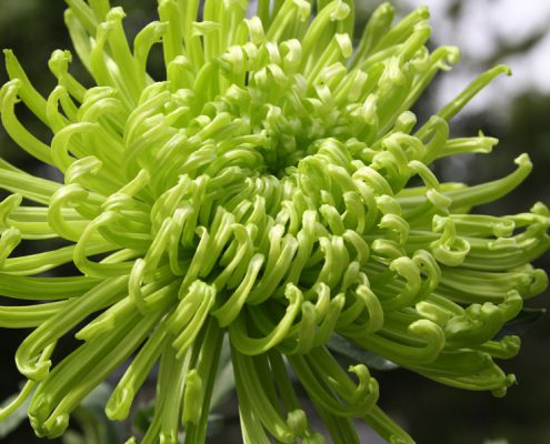 Blüte der grünen Chrysantheme