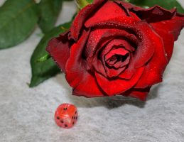 rote Rose Kräftige rote Rose 1m lang