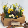 Eine Holzkiste in Packpapier mit Frühlingsblumen im Topf mit Perlhyazinthen, Primeln Narzissen