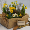 Frühlingsblumen in der Kiste: kleine und hohe langstielige Primeln sind dabei