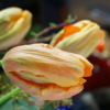 Tulpenblüte Französische Tulpe