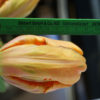 große Blüte der Französischen Tulpe, ca. 9 cm geschlossenes Format