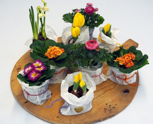 Palette der Frühlingsblumen mit Tulpe, Ranunkel, Narzisse und Primel