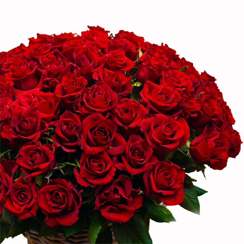 Bouquet rote Rosen