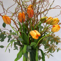 französische Tulpen mit großem Blütenkopf
