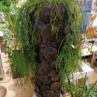 Polystone Gefäß, 95 cm Höhe, mit rankender Pflanze gefüllt