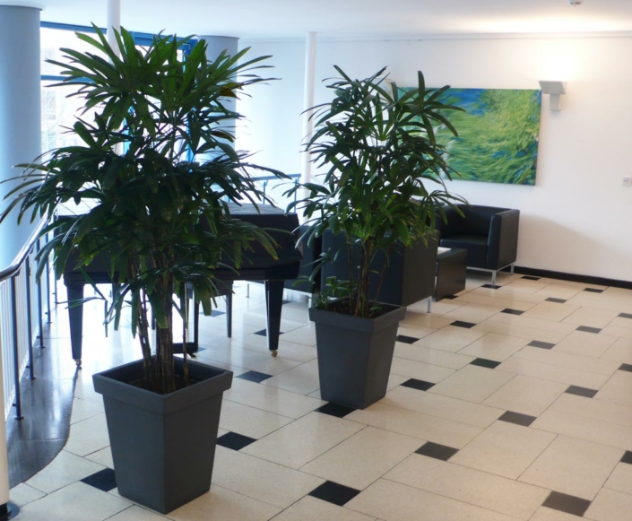 zwei Palmen in Pflanzkübel im Foyer, im Hintergrund schwarzer Flügel