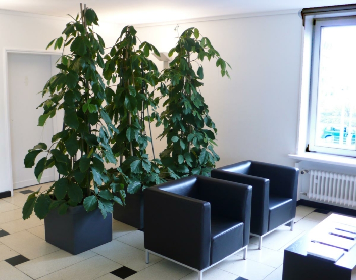 drei dunkle quaderförmige Übertopfe mit ca. 2 m hohen Pflanzen als Raumteiler und Sichtschutz zur Tür im Hintergrund, Pflanzen stehen vor schwarzer Ledersitzgruppe, Wartezimmer oder Foyer