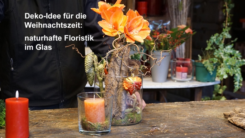 Weihnachtsdeko mit Amaryllis, Holzrinde, Zapfen im Glas, daneben Windlicht mit dicker Kerze